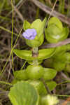 Blue waterhyssop